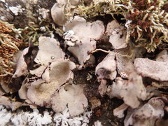 Dermatocarpon reticulatum