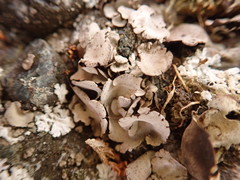 Dermatocarpon reticulatum