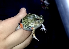 Pleurodema brachyops