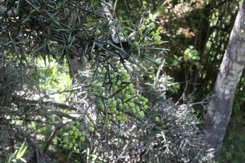 Image of Colletia hystrix by (c) Cesar Ormazabal, some rights reserved (CC BY)