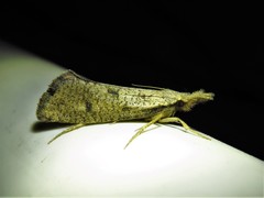 Acrolophus mortipennella