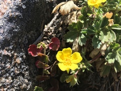 Potentilla luteosericea