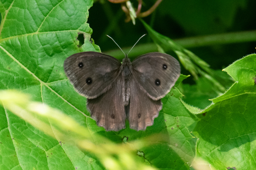 Common Wood-Nymph, photo 10 of 10