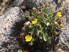 Potentilla luteosericea