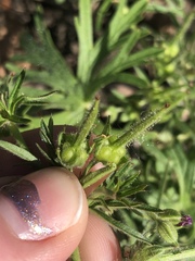 Geranium dissectum
