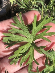 Geranium dissectum