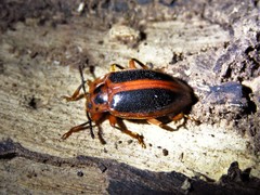 Epipocus cinctus