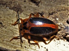 Epipocus cinctus