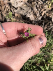 Geranium dissectum