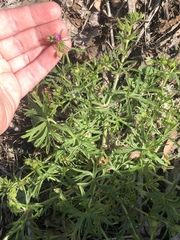 Geranium dissectum