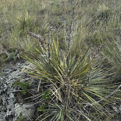 Great Plains yucca