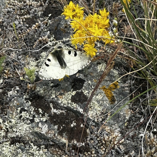 Rocky Mountain Parnassian