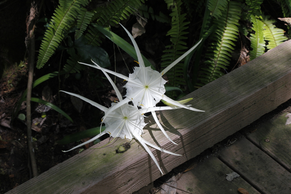Hymenocallis rotata; photograph (c) Stella Fish, some rights reserved (CC BY)