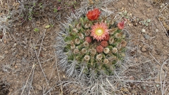 Eriosyce curvispina mutabilis