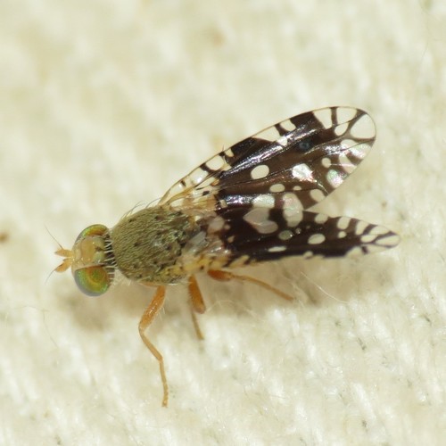 Euaresta bellula Snow, 1894