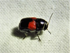 Griburius lecontii