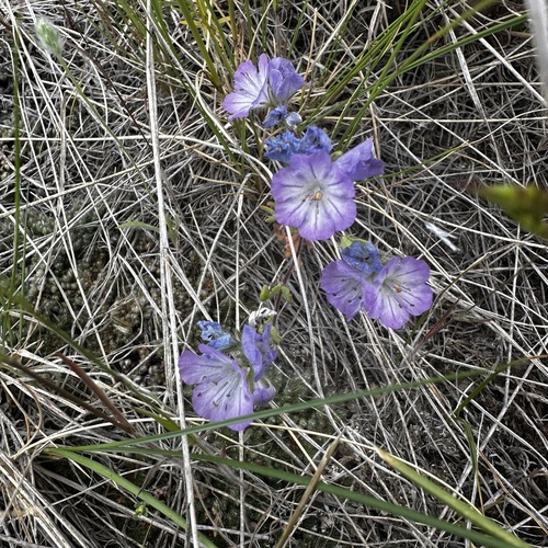 Linearleaf Phacelia