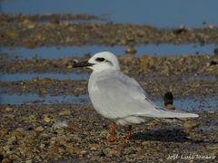 Snowy-Crowned Tern photo 3