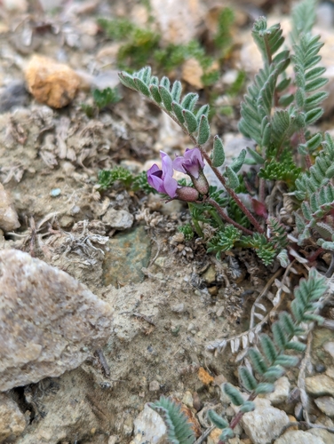 Image of Astragalus molybdenus by (c) My-Lan Le, some rights reserved (CC BY)
