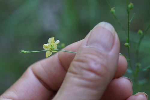 Image of Linum medium by (c) Lyrae, some rights reserved (CC BY)