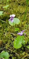 Viola epipsiloides