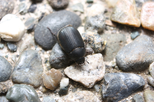 Serica anthracina observed 2024-06-09