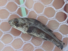 Menticirrhus saxatilis