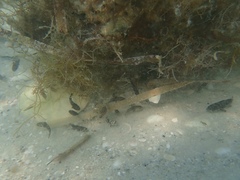 Menticirrhus saxatilis