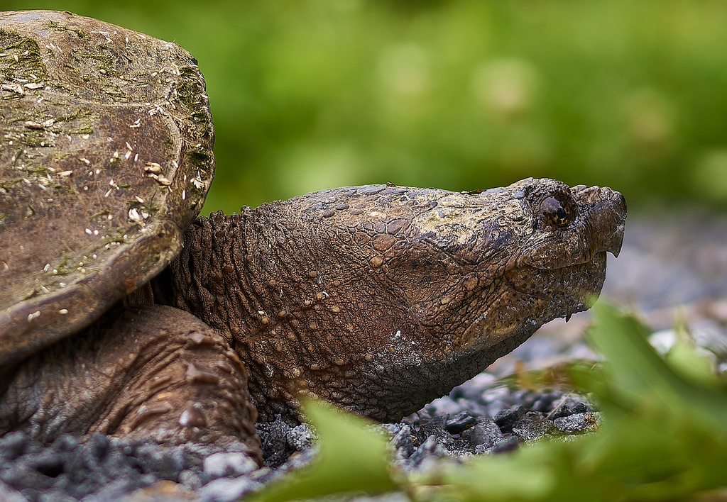 Snapping Turtles
