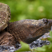 Snapping Turtles - Photo (c) Paul Danese, some rights reserved (CC BY-SA)