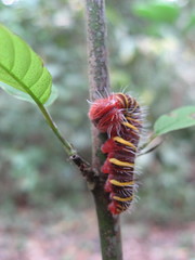Pyrrhopyge