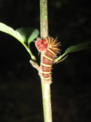 Pyrrhopyge