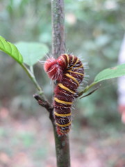 Pyrrhopyge