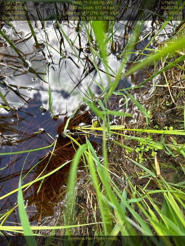 Boreal Chorus Frog
