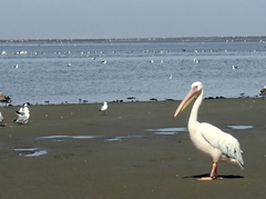 Pelecanus onocrotalus