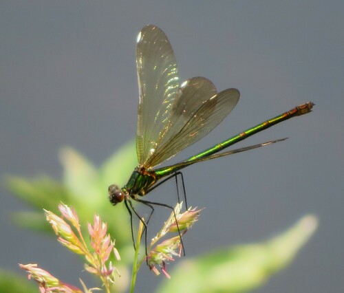River Jewelwing photo 4