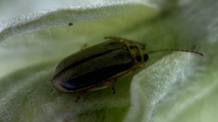 Xanthogaleruca luteola