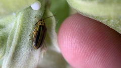 Xanthogaleruca luteola