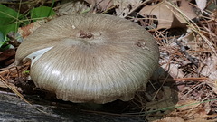 Megacollybia