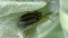 Xanthogaleruca luteola