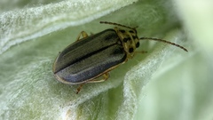 Xanthogaleruca luteola