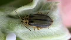 Xanthogaleruca luteola