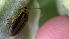 Xanthogaleruca luteola