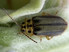 Xanthogaleruca luteola