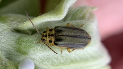 Xanthogaleruca luteola