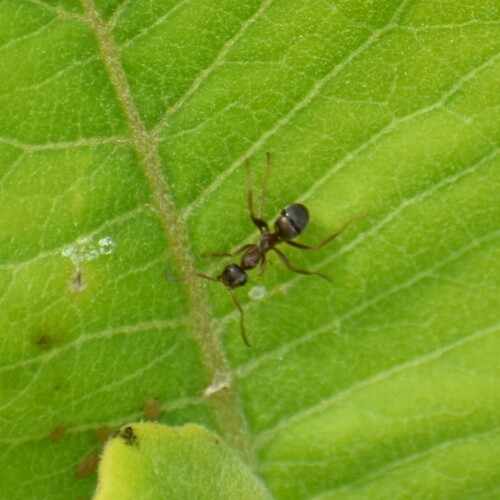 Prairie Mound Ant photo 5