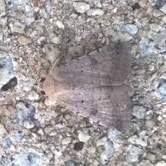 Pandesma quenavadi