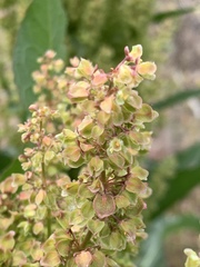 Rumex crispus