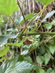 Rubus taitoensis