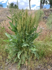 Rumex crispus